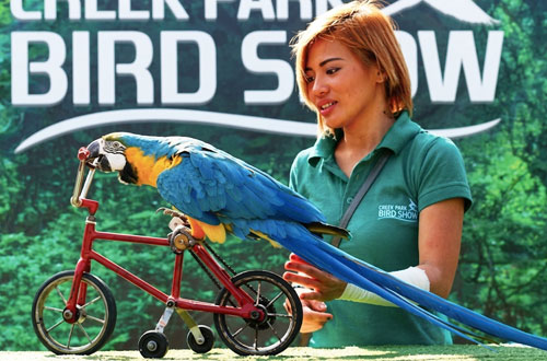 Creek Park Exotic Bird Show Tickets